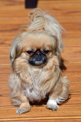 Pekingese dog
