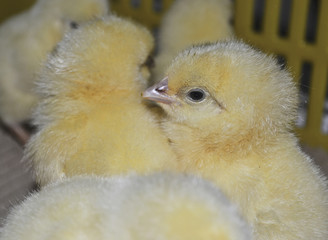 Chickens from the incubator 4