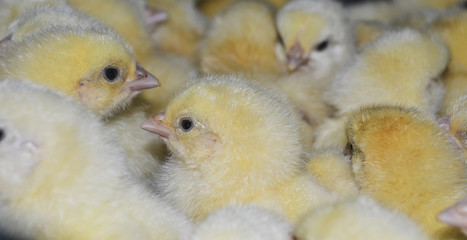 Chickens from the incubator 5