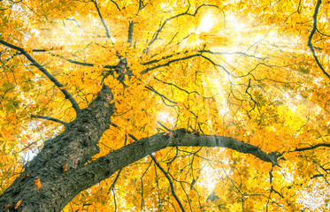 golden leuchtende Baumkrone im Wald, Herbst, Sonnenstrahlen, 