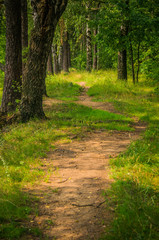 Fototapeta premium Walking through a forest one sunny day. 