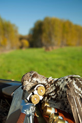 Hunting for grouse, on the forest background