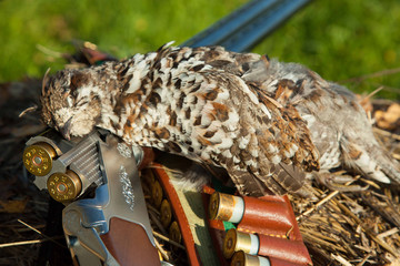 Old gun and the hazel grouse