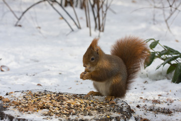 Neugieriges Eichhörnchen frisst Nüsse