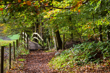 AUTUMN COLOURS IN BRITISH COUNTRYSIDE. 