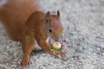 Neugieriges Eichhörnchen frisst Nüsse