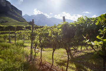 Vineyard with green and yellow sunny leaves in Italy. Agricultural nature for Prosecco wineries