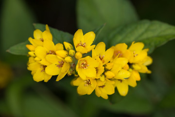 Macrophotographie d'une fleur sauvage: Lysimaque commune (Lysimachia vulgaris)