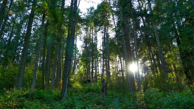 4K Setting Sunlight Peaking Between Forest Trees, Maple and Fir and Underbrush