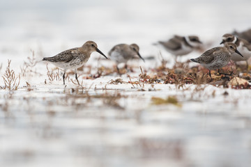 Dunlin, Calidris alpine