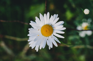 Fototapeta premium Daisy
