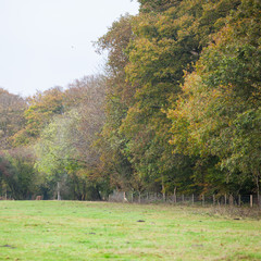 AUTUMN COLOURS IN BRITISH COUNTRYSIDE. 