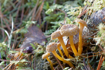 Closeup of group of funnel chanterelle in moss