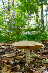 Large And Small Mushrooms In The Forest Among The Fallen Leaves On Natural Background In Natural Habitat Close Up
