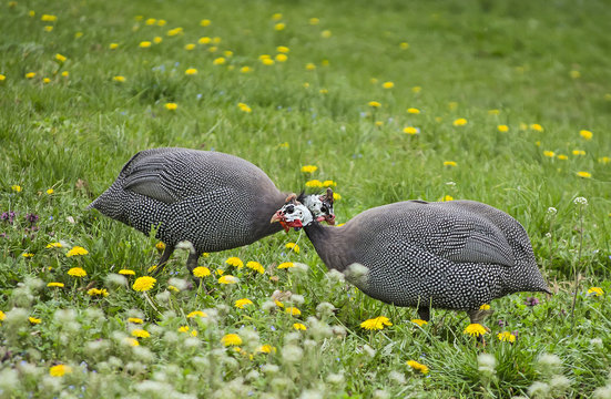 Helmeted guinea fowls 3