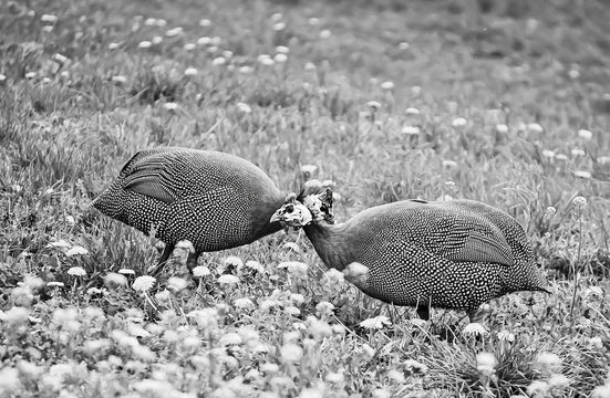 Helmeted guinea fowls 4