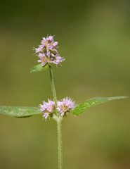 Macrophotographie d'une fleur sauvage: Menthe des champs (Mentha arvensis)