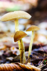 forest Mushrooms In A Clearing Among The Fallen Leaves On Natural Background In Natural Habitat Close Up. Shallow Depth Of Field