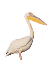 Great-white pelican, Pelecanus onocrotalus
