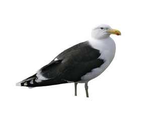 Fototapeta na wymiar Great black-backed gull, Larus marinus