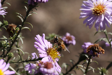 Ladybug in takeoff