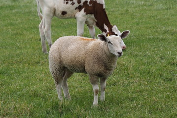 Fototapeta premium Schafe