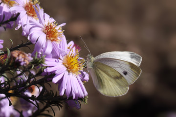 White butterfly on purple flowers  