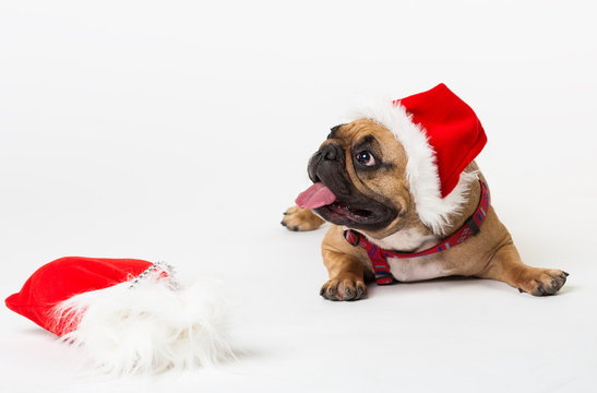 Animals. One beige dog French Bulldog white isolated, Christmas