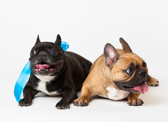 Animals. Two dogs black and  beige, French Bulldog, white isolat