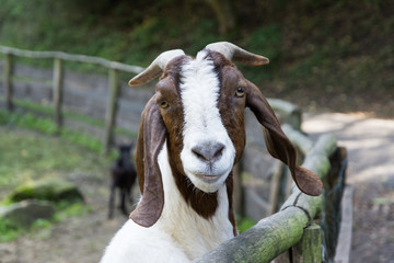 Boer goat watching around corral