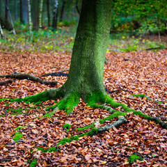 AUTUMN COLOURS IN BRITISH COUNTRYSIDE. 