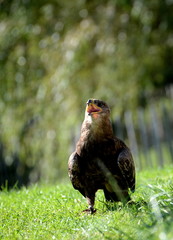 sing, beautiful eagle on the ground crying