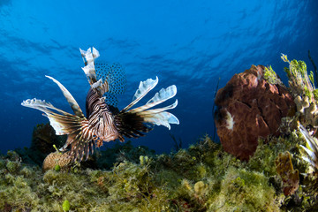 Fototapeta na wymiar Lion Fish in Bahamas