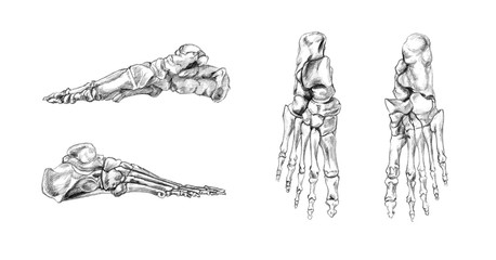 Hand drawn medical illustration drawing with imitation of lithography: Bones of foot - obrazy, fototapety, plakaty
