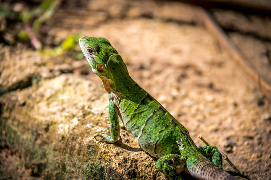 Green Lizard - Tulum, Mexico