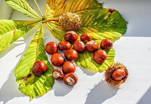 chestnut on a table closeup