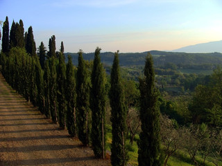 Alley of cypress