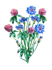 Blue cornflowers and pink clover shamrock bouquet. Watercolor hand painting illustration on isolate white background.