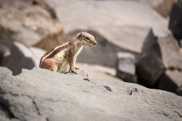 Atlashörnchen (Atlantoxerus getulus) auf Fuerteventura; Kanarische Inseln