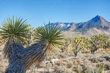 Fototapeta premium Arizona desert near the Grand Canyon