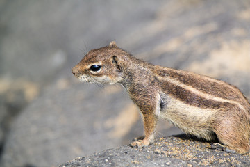 Schnupperndes Atlashörnchen (Atlantoxerus getulus) auf Fuerteventura; Kanarische Inseln