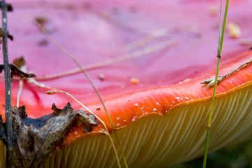 Red mushroom on grass in forest
