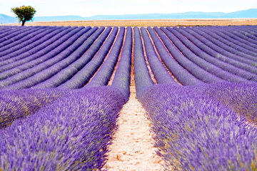 Beautiful landscape of lavender field in Provence in France