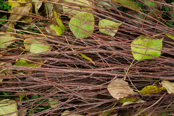 many branches, a bunch of twigs, branches of broom