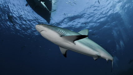 Shark in Bahamas © puntel