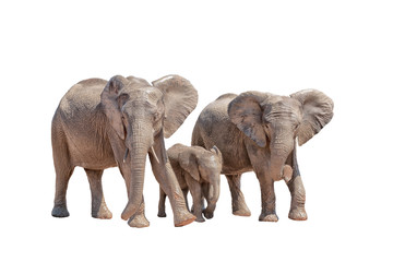 Three elephants isolated on white