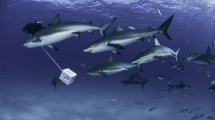 Fototapeta premium Shark in Bahamas