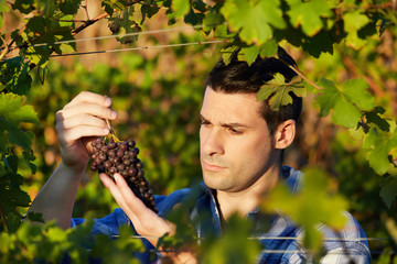 Young winemaker in vineyard picking blue grapes