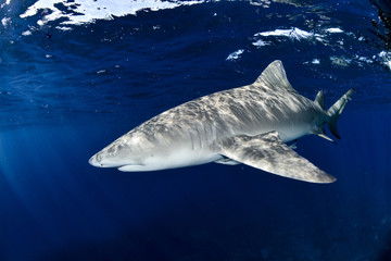 Fototapeta premium Shark in Bahamas