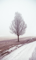Single tree on foggy winter path